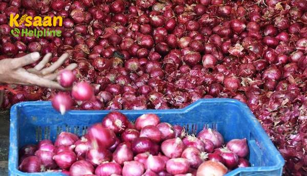 निर्यात प्रतिबंध के बावजूद प्याज की कीमत ऊपर की ओर बढ़ गयी निर्यात प्रतिबंध के बावजूद प्याज की कीमत ऊपर की ओर बढ़ गयी